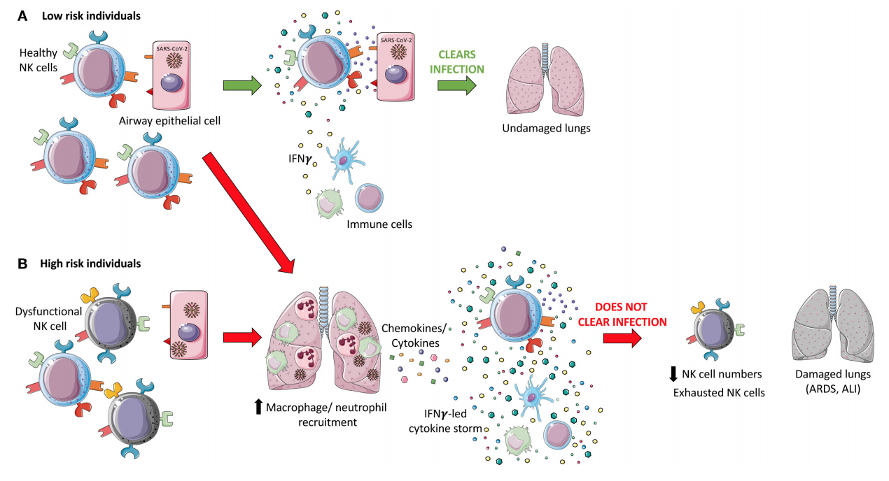 NK cell and covid19