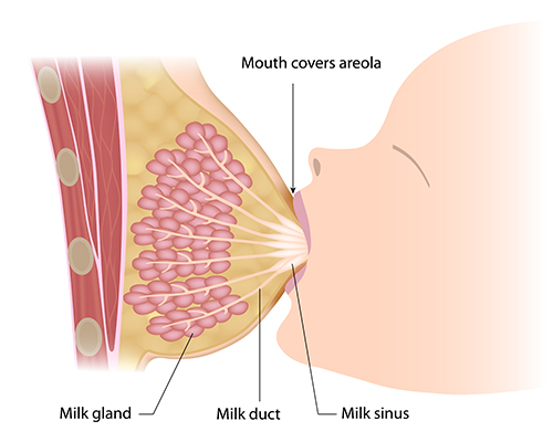 Breastfeeding and breast sagging treatment 💚 Mediranco